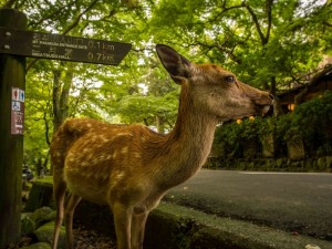itinéraire Japon - Nara