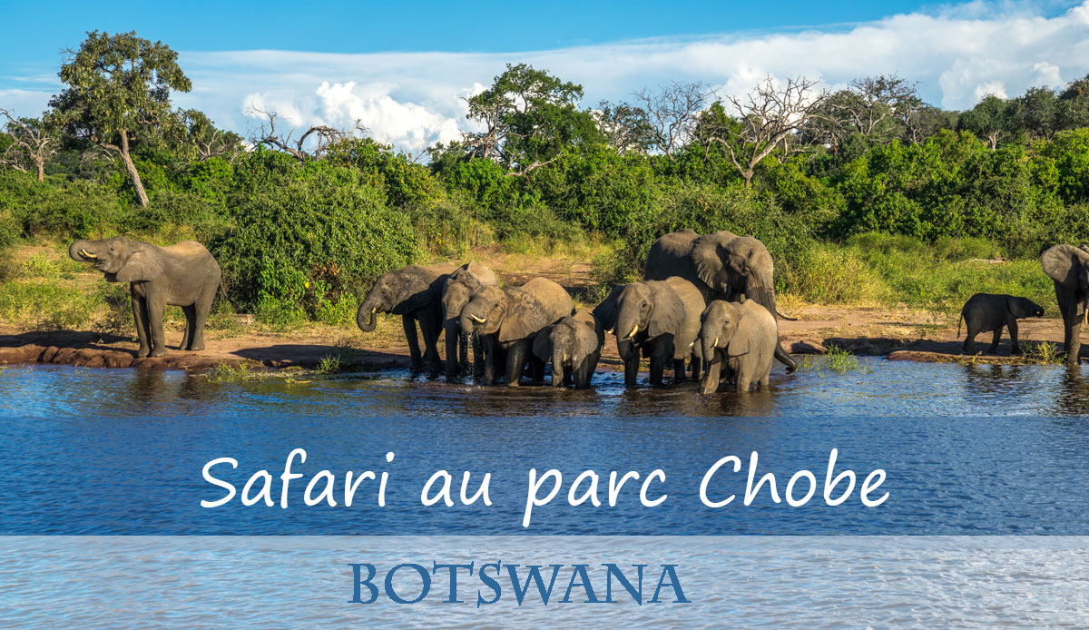Que Faire Au Botswana Safari Au Parc Chobe Manekitravel