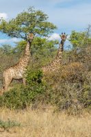 safari au parc Kruger